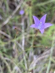 Wahlenbergia undulata
