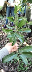 Sapotaceae