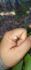Sapotaceae