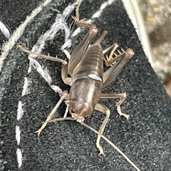 Ceuthophilus californianus