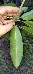 Sapotaceae