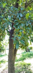 Sapotaceae