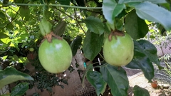 Passiflora edulis