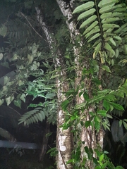 Cananga odorata
