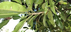 Sapotaceae