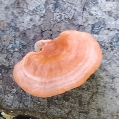 Trametes sanguinea