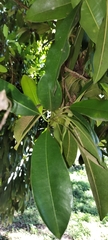 Sapotaceae