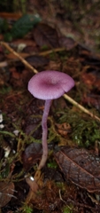 Laccaria gomezii