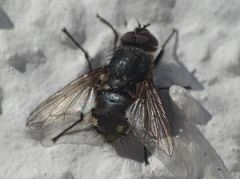 Epicampocera succincta