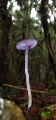 Laccaria gomezii