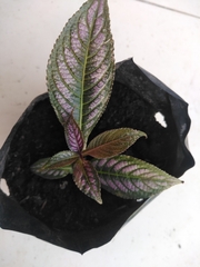 Strobilanthes auriculata