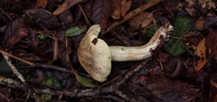 Tricholoma palustre