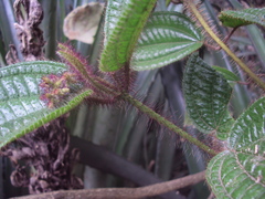Miconia australis
