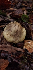 Tricholoma palustre