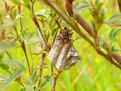 Polistes cinerascens