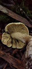 Tricholoma palustre