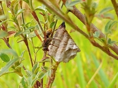 Polistes cinerascens