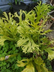 Polypodiaceae