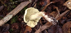 Tricholoma palustre