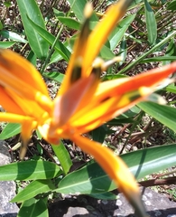 Heliconia psittacorum