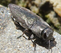 Chrysobothris dorsata