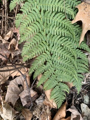 Dryopteris filix-mas