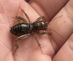 Ammopelmatus