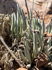 Dudleya edulis