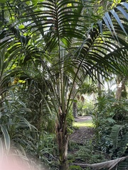 Howea forsteriana