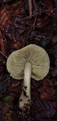 Tricholoma palustre