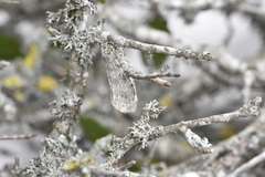 Epirrita terminassianae