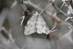 Epirrita terminassianae