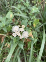 Ageratina glechonophylla