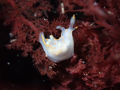 Ancula gibbosa