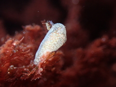 Corambe pacifica