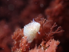 Corambe pacifica