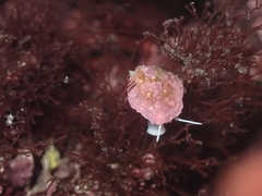 Crepipatella lingulata