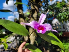 Sobralia