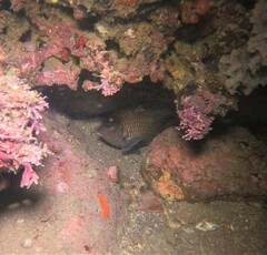 Stegastes acapulcoensis