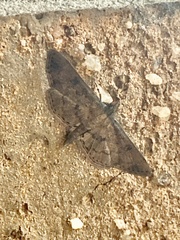 Nacoleia charesalis