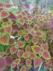 Coleus