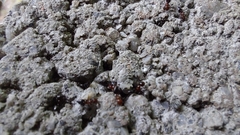 Crematogaster
