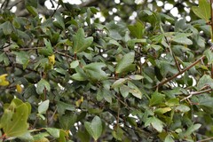 Epirrita terminassianae