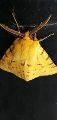 Diacrisia purpurata