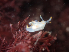 Ancula gibbosa