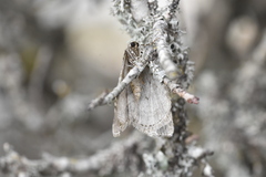 Epirrita terminassianae