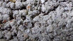Crematogaster