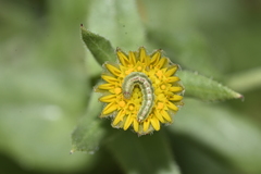 Cucullia calendulae