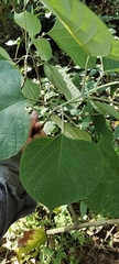 Gmelina arborea