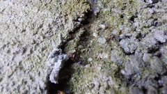 Crematogaster